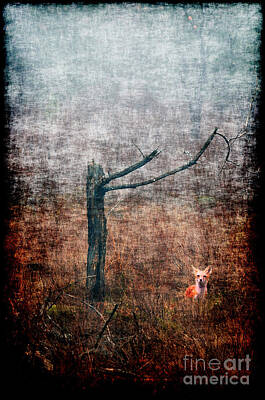 Christmas Greeting Illustrations - Red fox under tree by Dan Friend