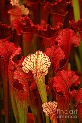 Hood Ornaments And Emblems - Red pitcher plants by Mike Nellums