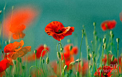 Royalty-Free and Rights-Managed Images - Red Poppy Flowers 06 by Nailia Schwarz