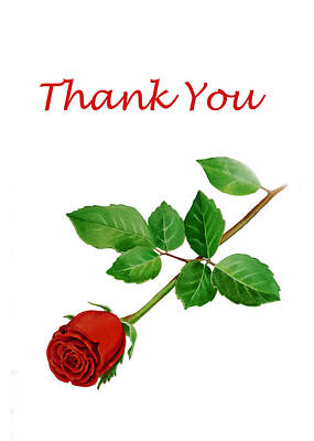 Roses Rights Managed Images - Red Rose Thank You Card Royalty-Free Image by Irina Sztukowski