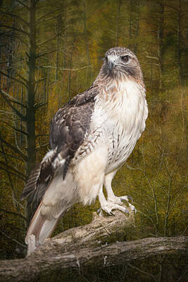 Randall Nyhof Photo Royalty Free Images - Red Tailed Hawk perched on a branch in the woodlands Royalty-Free Image by Randall Nyhof