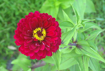 Its A Piece Of Cake - Red Zinnias by Brian Wright