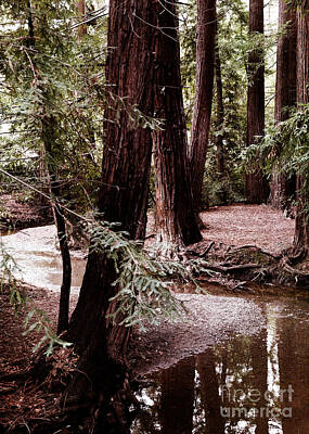 Laura Iverson Royalty-Free and Rights-Managed Images - Redwood Stream Reflections by Laura Iverson