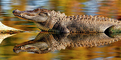 Reptiles Royalty-Free and Rights-Managed Images - Relection of an Alligator by Bill Dodsworth