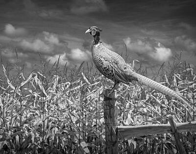 Randall Nyhof Royalty-Free and Rights-Managed Images - Ringed neck Pheasant on a fencepost by a cornfield by Randall Nyhof