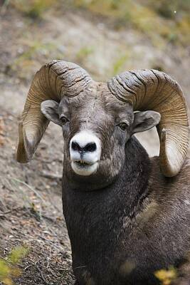 Animals And Earth - Rocky Mountain Bighorn Sheep by Carson Ganci