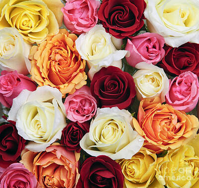 Roses Photo Rights Managed Images - Rose blossoms 2 Royalty-Free Image by Elena Elisseeva