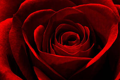 Roses Photo Royalty Free Images - Rose Royalty-Free Image by Mitch Shindelbower