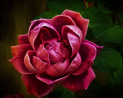 Roses Photo Royalty Free Images - Rosy Pink Royalty-Free Image by Bill and Linda Tiepelman