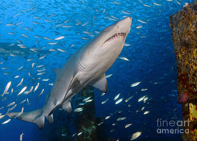 Target Threshold Photography - Sand Tiger Shark On Wreck Of Uscg by Karen Doody