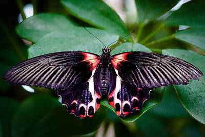 Majestic Horse Rights Managed Images - Scarlet Swallowtail Butterfly Royalty-Free Image by David Patterson