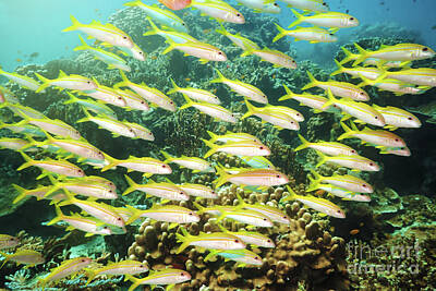 Sultry Plants Rights Managed Images - School of Yellowfin goatfish Royalty-Free Image by MotHaiBaPhoto Prints