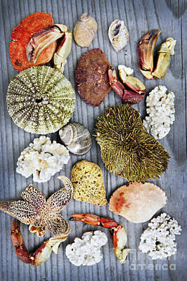 Beach Royalty-Free and Rights-Managed Images - Sea treasures 3 by Elena Elisseeva