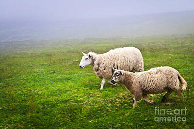 Mammals Photos - Sheep in misty meadow by Elena Elisseeva