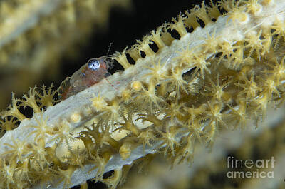 Spring Fling - Shrimp On A Sea Fan, Belize by Todd Winner