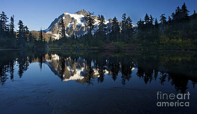 The Cactus Collection Rights Managed Images - Shuksan Reflected Royalty-Free Image by Mike Reid