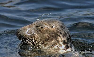 Bringing The Outdoors In - Sleepy Seal by Rick Frost