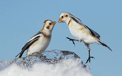 Frank Sinatra - Snow Buntings and Ice by Mircea Costina Photography