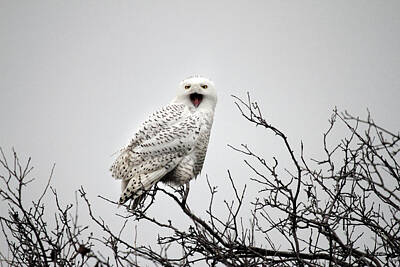 Animals And Earth - Snowy Owl in a tree by Pierre Leclerc Photography