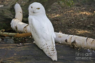 Rusty Trucks Rights Managed Images - Snowy Owl Royalty-Free Image by Sean Griffin