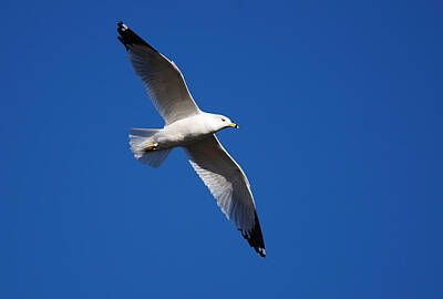 Wild And Wacky Portraits Rights Managed Images - Soaring Seagull Royalty-Free Image by Roy Williams
