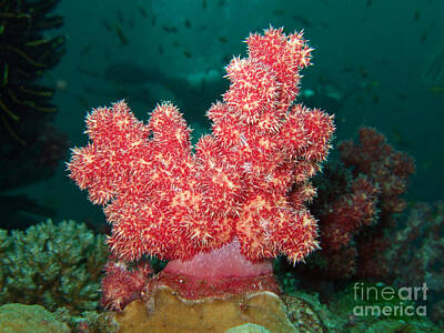 Too Cute For Words - Soft Coral by MotHaiBaPhoto Prints