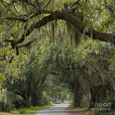Farm House Style - Spanish Moss - D002156 by Daniel Dempster