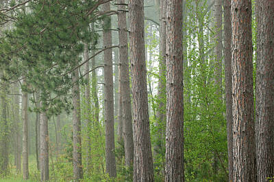 Target Eclectic Global Royalty Free Images - Spring Forest in Light Fog Royalty-Free Image by Dean Pennala
