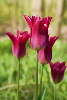 Negative Space - Spring Tulips by Cindy Lindow