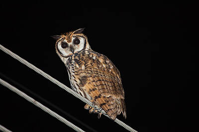 Chocolate Lover - Striped owl at night  by Craig Lapsley