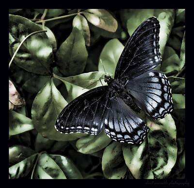 Printscapes - Subdued Butterfly by Sheri Bartoszek