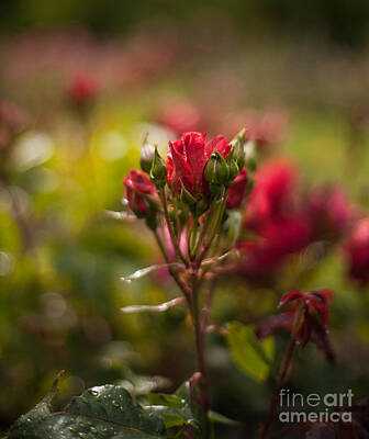 Roses Photos - Sun in the Rose Garden by Mike Reid