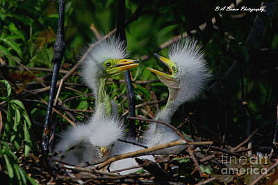 Black And White Beach Royalty Free Images - Talking Egret Chicks Royalty-Free Image by Barbara Bowen