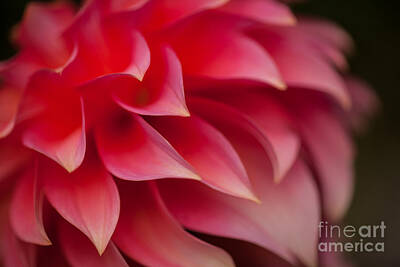 Impressionism Photo Royalty Free Images - Testa Rossa Dahlia Royalty-Free Image by Mike Reid