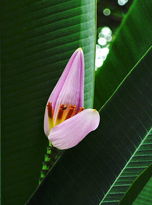 Whimsical Flowers - The Banana Flower and Fruit by Steve Taylor