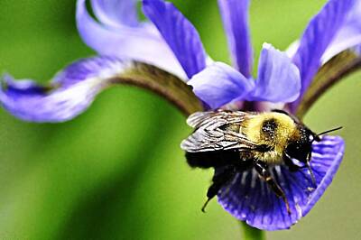 Rustic Cabin - Bumble Bee with pollen and Iris flower by Marysue Ryan