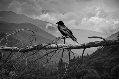 Randall Nyhof Royalty-Free and Rights-Managed Images - The Raven Sentinel by Randall Nyhof