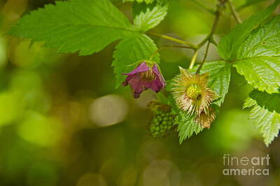Polar Bears - Three Stages of Salmonberry by Sean Griffin