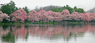 Discover Inventions - Tidal Basin with Cherry Blossoms by Jack Schultz