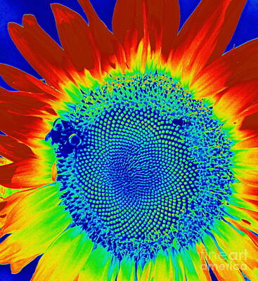 Antique Maps - tiedyed Sunflower by Paul Wilford