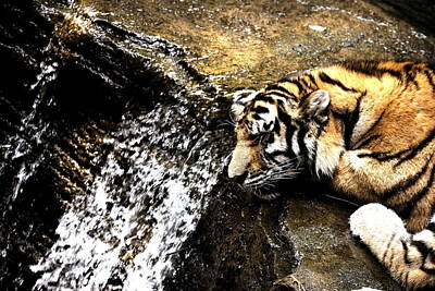 1-war Is Hell - Tiger Falls by Angela Rath