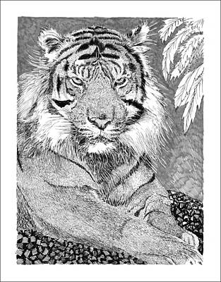 Animals Drawings - Tiger by Jack Pumphrey