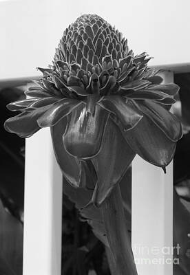 Anchor Down - Torch Ginger in Black and White by Mary Deal