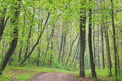 Go For Gold - Trail Through Spring Woodland by Dean Pennala