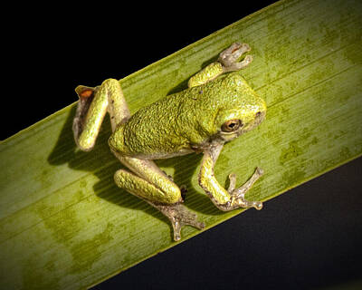 Florentius The Gardener - Tree Frog sitting on a Green Leaf by Randall Nyhof