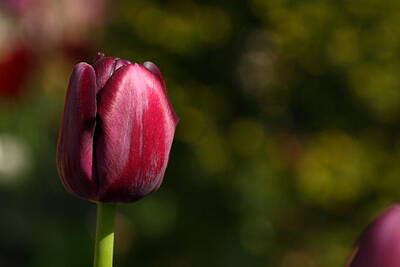 1-war Is Hell Royalty Free Images - Tulips 030 Royalty-Free Image by Charley Starnes