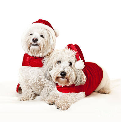 Mammals Royalty Free Images - Two cute dogs in santa outfits 2 Royalty-Free Image by Elena Elisseeva
