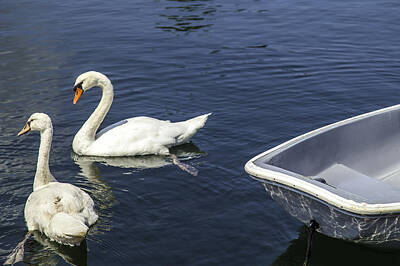 Street Posters Royalty Free Images - Two Swans A Swimming Royalty-Free Image by Kate Hannon
