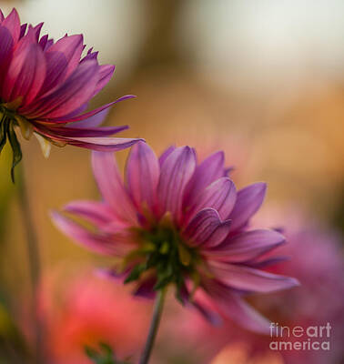 Impressionism Photo Royalty Free Images - Two Dahlias Towards the Light Royalty-Free Image by Mike Reid