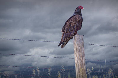 Randall Nyhof Royalty-Free and Rights-Managed Images - Vulture sitting on a Fence Post by Randall Nyhof